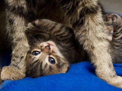 Upside-down tabby kitten under a cat