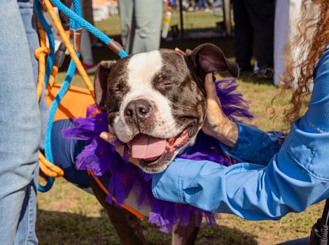 Person petting a black and white dog who has his eyes closed and mouth open in a smile
