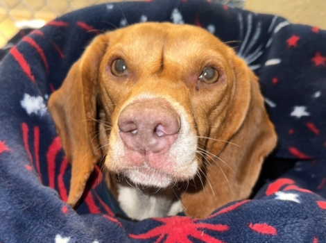Lily Bean the beagle in a protective cone