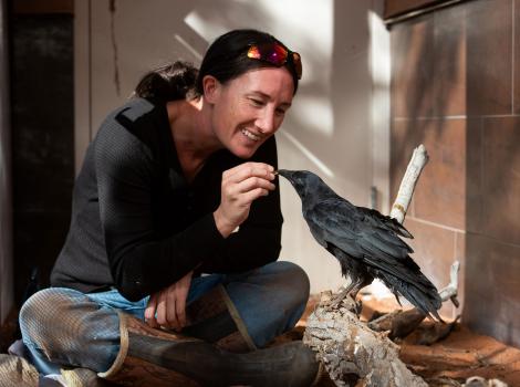 Caregiver sitting on the ground and feeding a small treat to Kazoo the raven