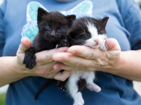 Person holding a pair of kittens in their hands