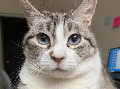 Lilibet the cat lying on the corner of a desk