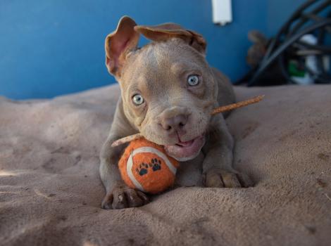 Puppy chewing a stick treat with a ball between her front feet