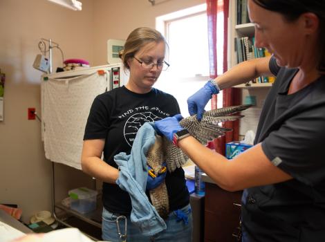 People checking out the wing of the peregrine falcon who is partially covered in a blue towel
