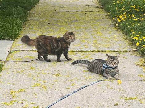 Link and Marble the cats outside on a sidewalk on leashes