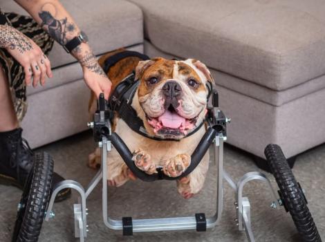 Linus the English bulldog pup in a wheelchair with a person's hand touching him