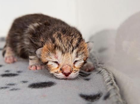 Neonatal kitten whose eyes aren't open yet lying on a fleece blanket
