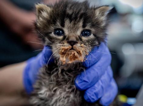 Gloved hand holding a tabby kitten whose mouth is messy from eating from Best Friends in Los Angeles