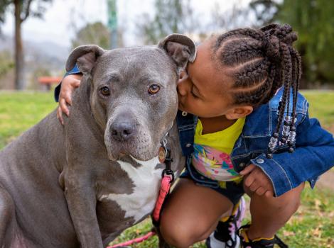 Person kissing the side of the head of a large gray and white dog
