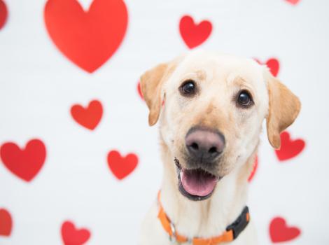 Blue the yellow Lab smiling with red hearts behind him