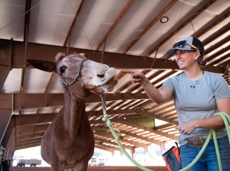 Priscilla training Lucky the mule to smile