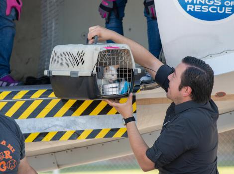 Person unloading Bermuda the cat in a carrier from an airplane