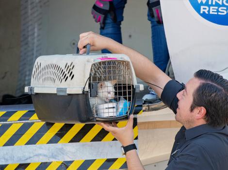 Person grabbing honey the kitten in a carrier from her flight transport from Texas flooding