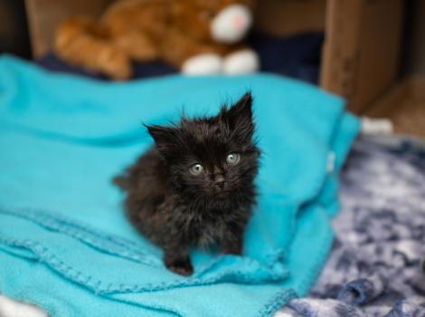 Lutron the tiny kitten on an aqua blanket