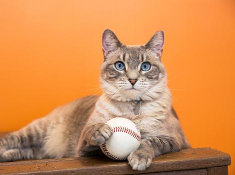 Siamese mix cat with his paw on a baseball