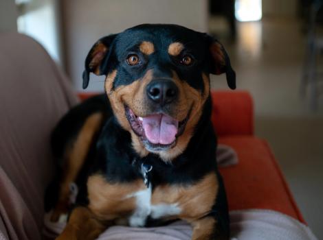 Magenta the dog lying on a couch with her mouth smiling with her tongue out
