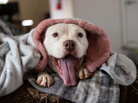 Mai Tai the dog under a blanket with his mouth open smiling with his tongue out