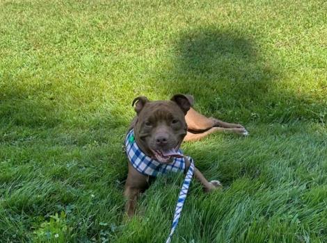 Brown dog on a leash lying in green grass