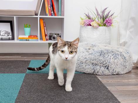 Tabby and white cat in a home setting