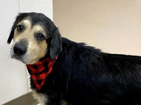 Rein the dog wearing a red and black plaid bandanna