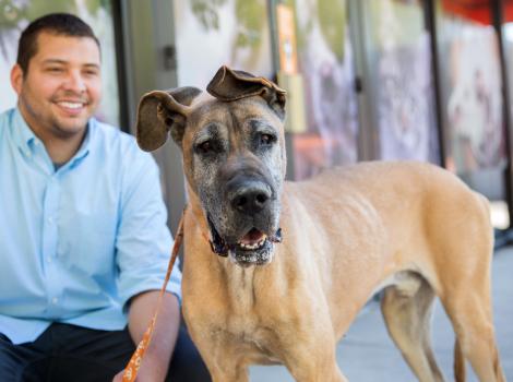 Brown great Dane dog in front of a smiling person