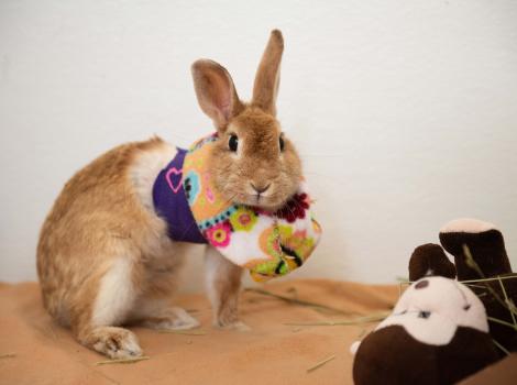 Soft e collar for rabbits outlet