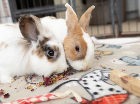 Martin and Jared the rabbits snacking next to each other