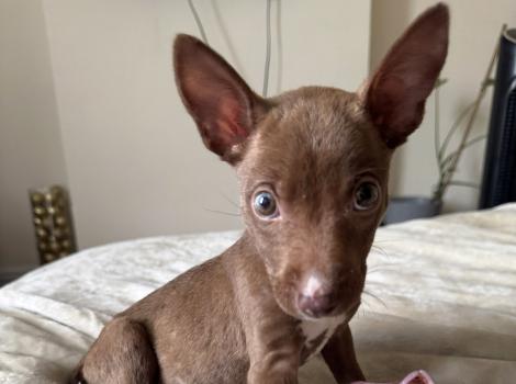 Max as a puppy