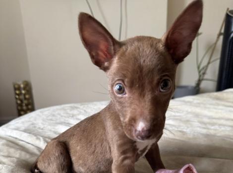 Max as a puppy