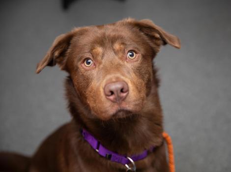 Brown dog wearing a purple collar looking up at the camera