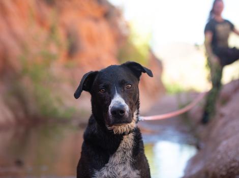 Melon the dog outside on a leash with a person beside water