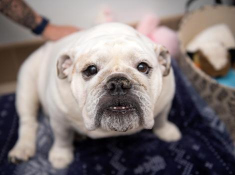 Nash the English bulldog with a person's arm behind him
