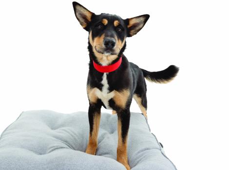 Black and tan dog standing on a gray cushion