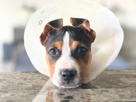 Whitney the puppy wearing a protective cone