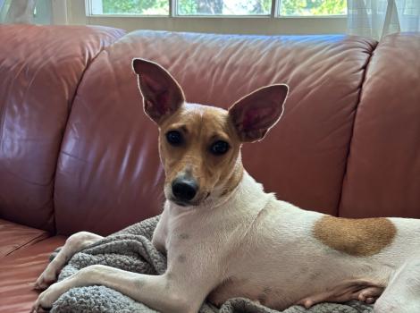 Millie the dog lying on a couch
