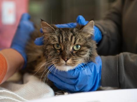 Mirage the brown tabby cat being held by gloved hands