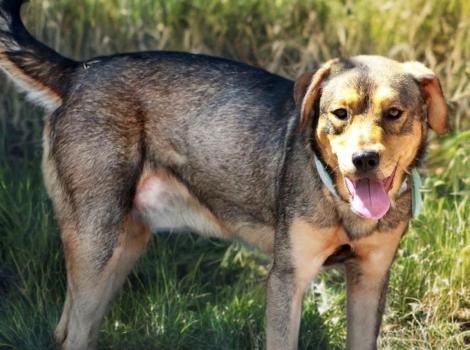 Jack the dog outside with tongue out