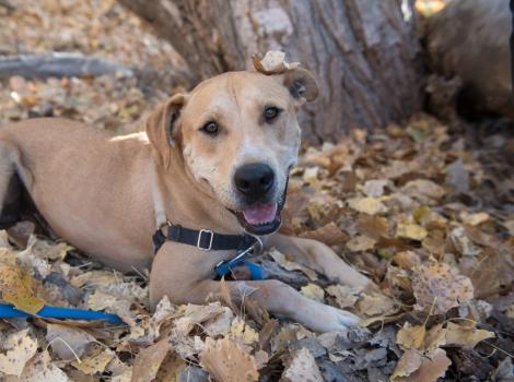 Brown Lab mix dog in a harness lying outside in fallen leaves