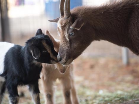 Fleury the goat nose to nose with two of her kids