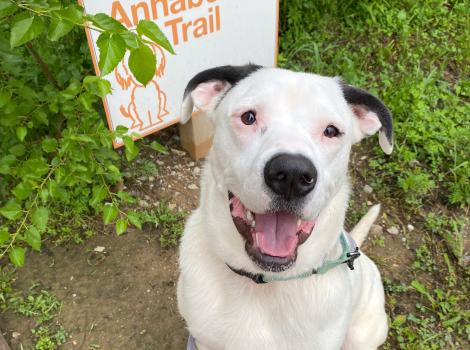 Mr. Darcy the dog outside beside a sign reading, 'Annabelle's Trail'