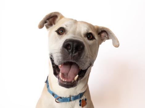 Mr. Bowser the dog smiling