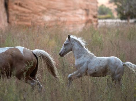 Foal running behind a mare in Angel Canyon