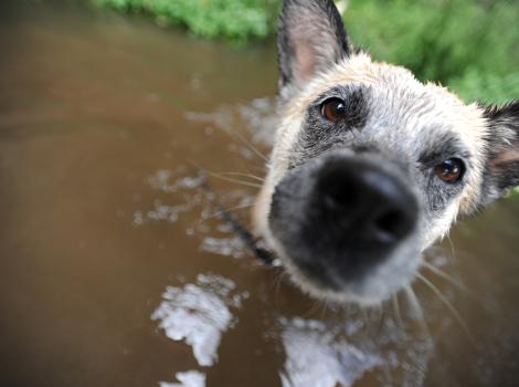 Raquel the dog's face while wading in some water