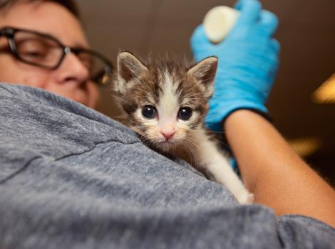 LA City Shelters Hit Record 89.7% Save Rate