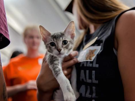 A kitten meets potential adopters at the 2017 NKLA Super Adoption