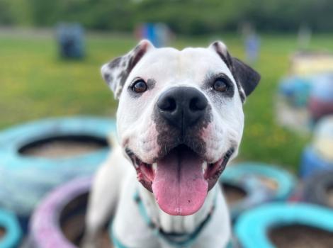 Smiling dog standing on some colored tires