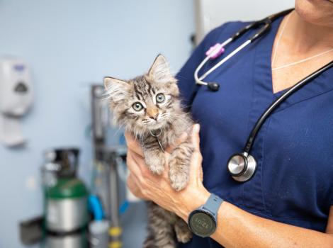 Person wearing blue scrubs and a stethoscope holding a tabby kitten