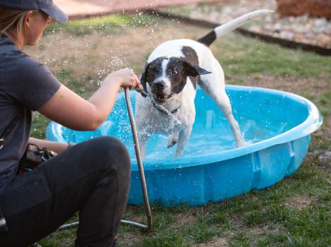 Boston the dog in a kiddie pool beside a person spraying hose water in