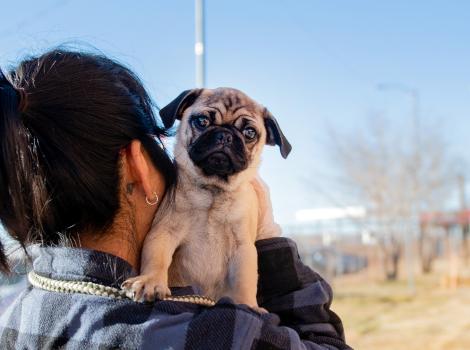 Person from Navajo Nation mobile clinic holding a pug dog over their shoulder