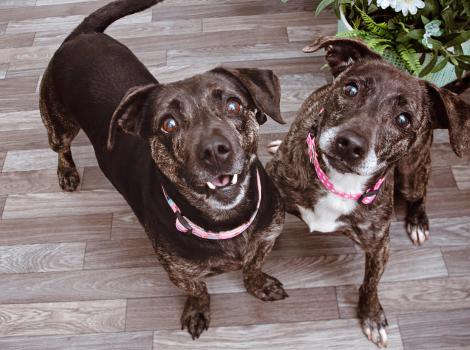 Two brindle dogs on a floor beside a plant